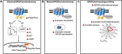 Multiple GPCR Functional Assays Based on Resonance Energy Transfer Sensors